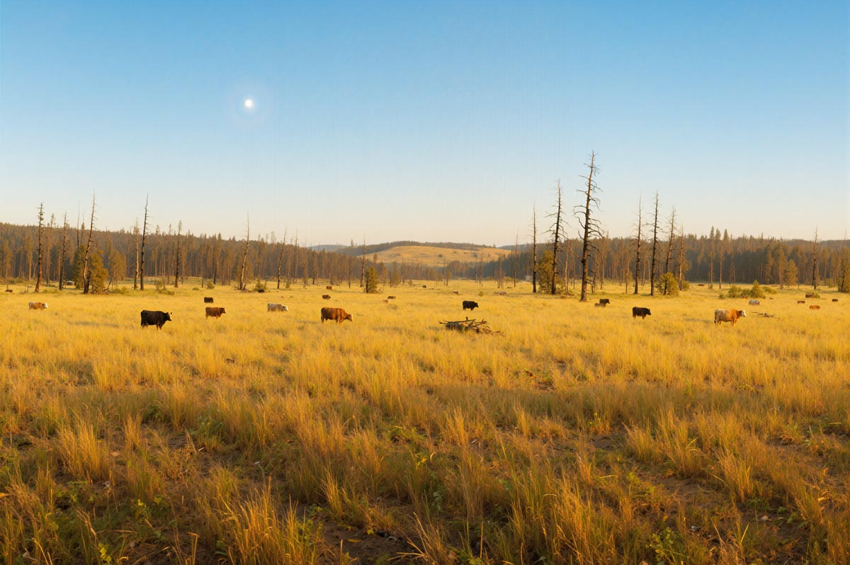 Native bunchgrass rangeland near Tunkwa Lake
